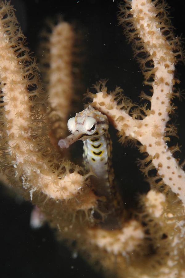 Araya Dive Resort Togean Bomba Exterior foto